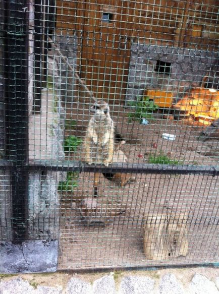 St. Petersburg Állatkert állatfajok, érdekes pillanat, minden utazás