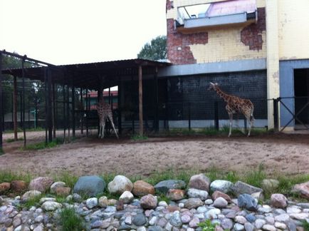 Gradina Zoologica din Sankt Petersburg, specii de animale, momente interesante, totul despre calatorie