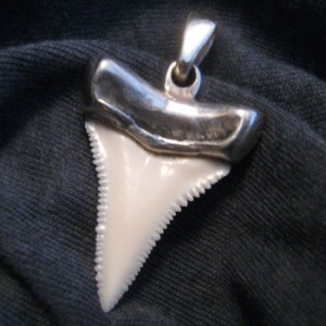Shark Tooth (Shark) cápa foga
