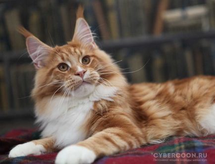 10 motive pentru a cumpara Maine Coon