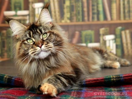 10 motive pentru a cumpara Maine Coon