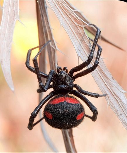 10 Cele mai periculoase otrăvuri ale animalelor de pe pământ, știri de fotografie