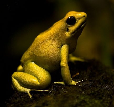 10 Cele mai periculoase otrăvuri ale animalelor de pe pământ, știri de fotografie