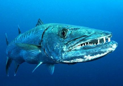 10 pești de asasinat teribil