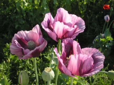 114 Масло маку східного papaver orientaler, 50 мл