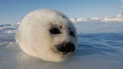 20 Cele mai dulci animale din lume