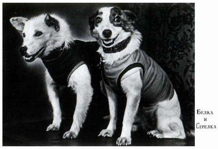 20 Mărfurile, cu imaginea câinilor din URSS, au cucerit spațiul