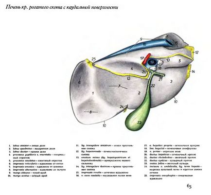 Acidoza rumenului