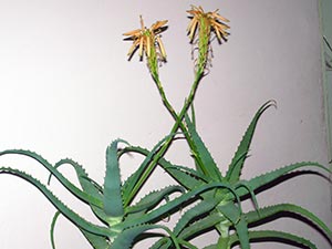 Aloe Tree (secol) - proprietăți utile și medicinale, aplicare; rannik, alianță