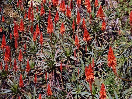 Aloe Tree (secol) - proprietăți utile și medicinale, aplicare; rannik, alianță