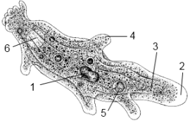 Dysenteria amoeba, proteine ​​comune, intestinale, amoeba