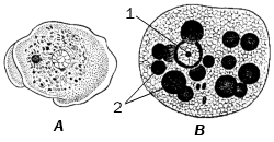 Dysenteria amoeba, proteine ​​comune, intestinale, amoeba