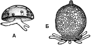 дизентерия амебата, общ, Escherichia, Протей амеба