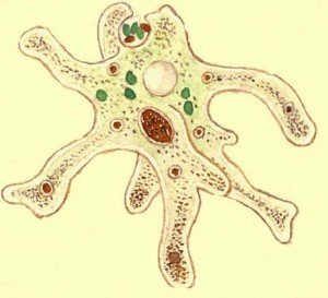 Amoeba vulgaris