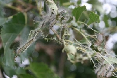 Fluturele americane lovește copacii fructiferi din Kerch - site-ul de informare al ziarului 