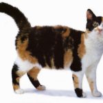 Американська жесткошерстная кішка - опис породи, характеру і зовнішності