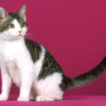 Американська жесткошерстная кішка - опис породи, характеру і зовнішності