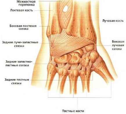 Anatomy of a csukló csontjai