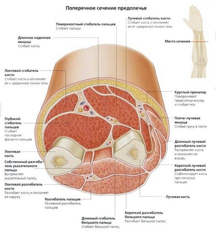 Anatomia oaselor de la încheietura mâinii