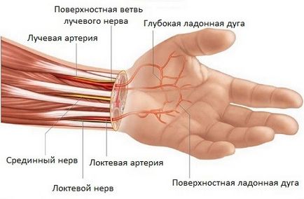 Anatomia oaselor de la încheietura mâinii