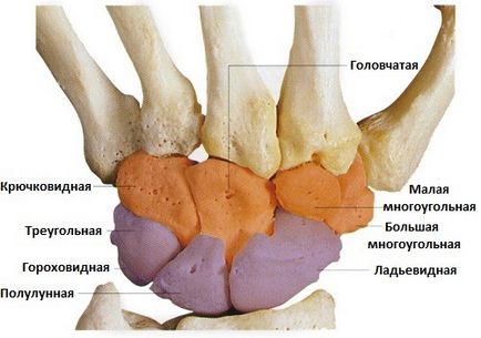 Anatomia oaselor de la încheietura mâinii