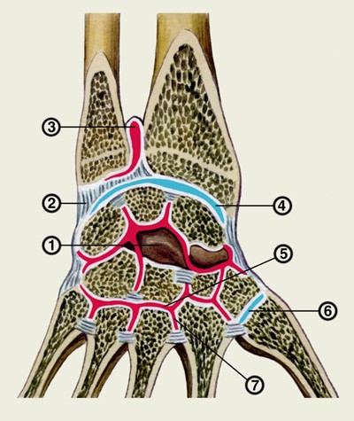 Anatomia oaselor de la încheietura mâinii