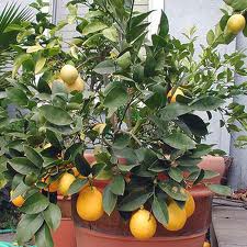 Апельсин - вирощування апельсина в домашніх умовах на підвіконні