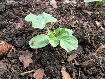 Pepene verzi in Siberia cresc in sera, plantare si ingrijire, alaturi de pepeni, fotografii, video