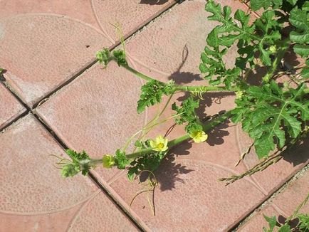 Pepene verde - plantarea, germenii, îngrijirea și speciile