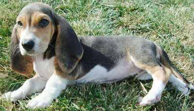 Artezian-Norman Basset - datarea animalelor de companie