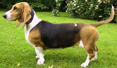 Artezian-Norman Basset - datarea animalelor de companie