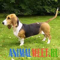 Artezian-Norman Basset - datarea animalelor de companie