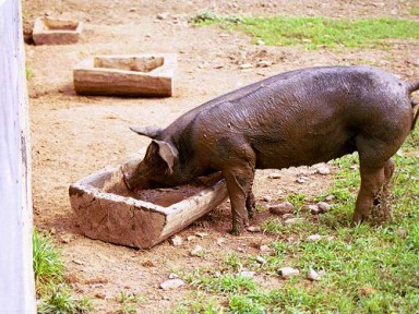 Ascariasis sertés képet, kezelése és megelőzése, férgek és más paraziták