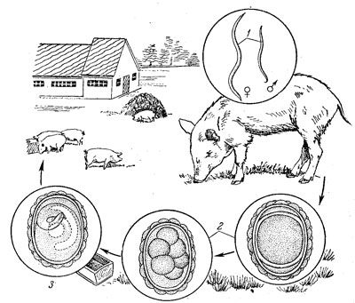 Аскаридоз свиней фото, лікування і профілактика, глисти і інші паразити