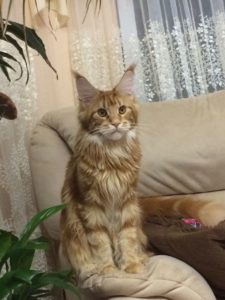 Astrakhan Maine Coon Cattery