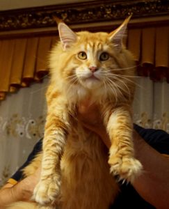 Astrakhan Maine Coon Cattery