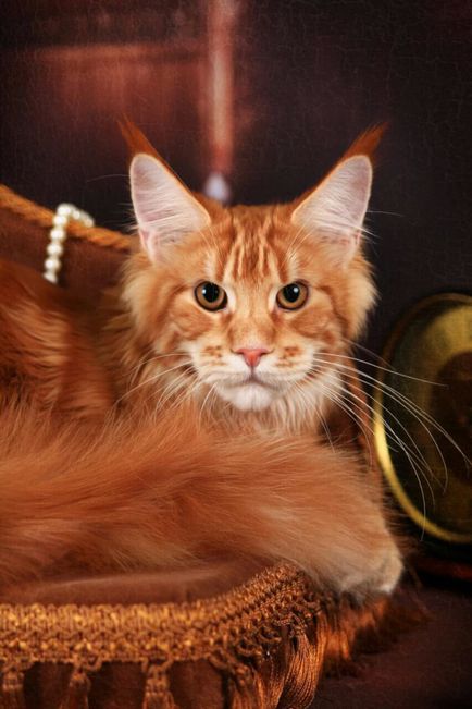 Astrakhan Maine Coon Cattery