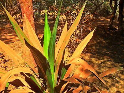 Auroville, un oraș de utopie