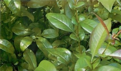 Айва корисні властивості і протипоказання, лікувальні особливості листя