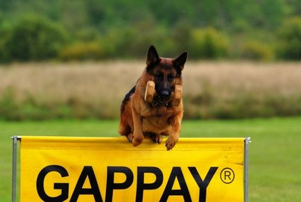 Barrier képzés és a kutya képzés - kutya gond nélkül