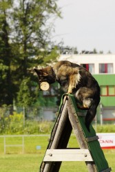 Barieră pentru instruirea și formarea câinilor - un câine fără probleme