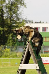 Barrier képzés és a kutya képzés - kutya gond nélkül (kutya) Barrier képzés és a kutya képzés - kutya gond nélkül
