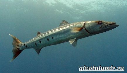 Barracuda pește