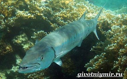 Barracuda pește