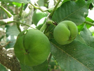 Бяла sapote - плод, годни casimiroa