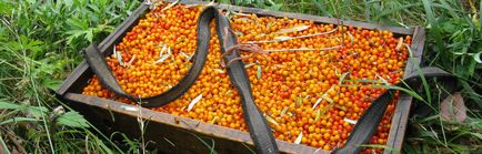 Üzleti ötlet seabuckthorn termesztés eladó - a legjobb üzleti ötletek