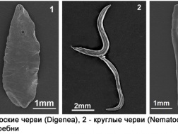 Boli amfibiene, tratament amfibian