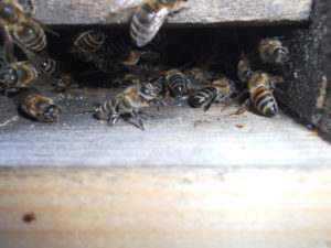 Хвороба бджіл нозематоз