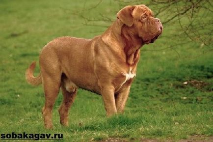 Bordeaux Dog Dog