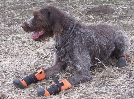 Bocanci pentru câini de câine foarte sportiv - toate pentru revistele de vânătoare din Rusia